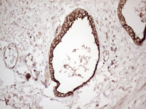 Monoclonal Mouse anti-Human CNOT2 Antibody (clone OTI9B10, IHC, WB)