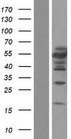 CELF1 / CUGBP1 Protein (Over-Expression Lysate Myc-DDK (Flag))