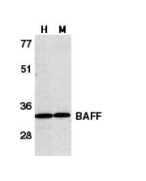 BAFF / TNFSF13B Antibody