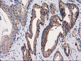 PACSIN3 Antibody (clone OTI4F8, Carrier-free)