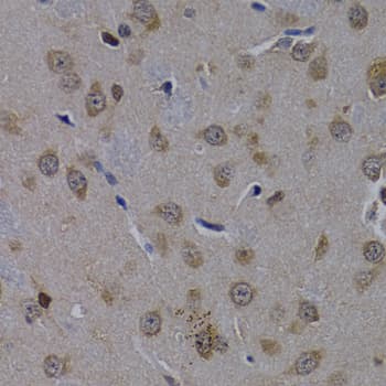POLR2L Antibody