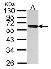 Polyclonal Rabbit anti-Human PDIA5 / PDIR Antibody (aa1-253, IHC, WB)