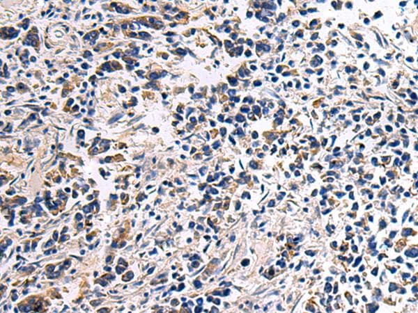 DRGX Antibody