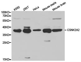 CSNK2A2 Antibody