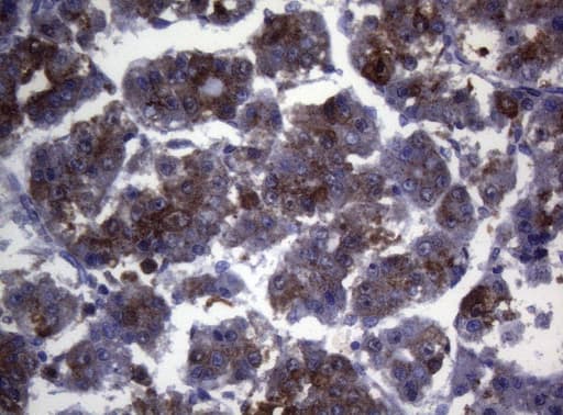 CTSL / Cathepsin L Antibody (clone OTI8H2)