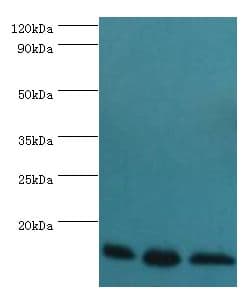 TCEB2 / Elongin B Antibody (aa1-118)