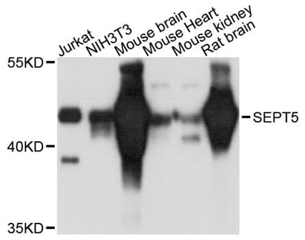 SEPT5 / Septin 5 Antibody