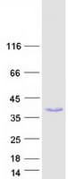 Human POLR3H Protein (Recombinant Myc-DDK (Flag))