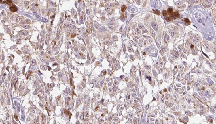 VGF Antibody