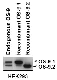 OS9 Antibody (Internal, DY650)