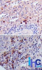 TSLP Antibody (aa27-158, clone 55N1D10)