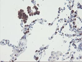RBPMS / Hermes Antibody (clone OTI3B7)
