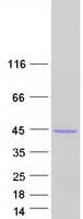 Human PEX19 Protein (Recombinant Myc-DDK (Flag))