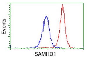 SAMHD1 Antibody (clone OTI1A1, Carrier-free)