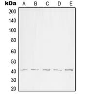 WNT1 Antibody (C-Terminus)