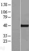 Human TTC4 Protein (Over-Expression Lysate Myc-DDK (Flag))