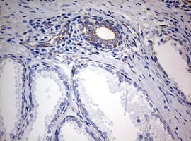 NDUFS2 Antibody (aa205-463, clone OTI1D5, Carrier-free)