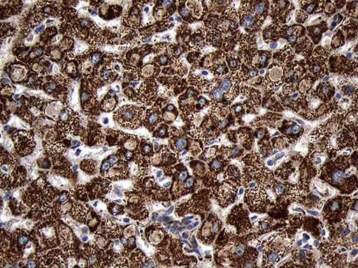 AIFM1 / AIF / PDCD8 Antibody (aa134-483, clone OTI4E6, Carrier-free)