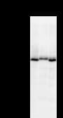 ADNP Antibody (clone 102C1a)