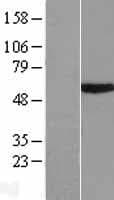 TRIM39 / RNF23 Protein (Over-Expression Lysate Myc-DDK (Flag))