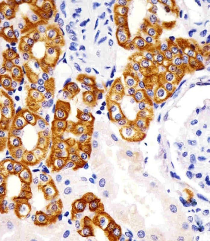 Monoclonal Mouse anti-Human KRT19 / CK19 / Cytokeratin 19 Antibody (clone 979CT14.3.1, IHC, IF, WB)