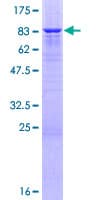 Human LRP11 Protein (Recombinant GST)