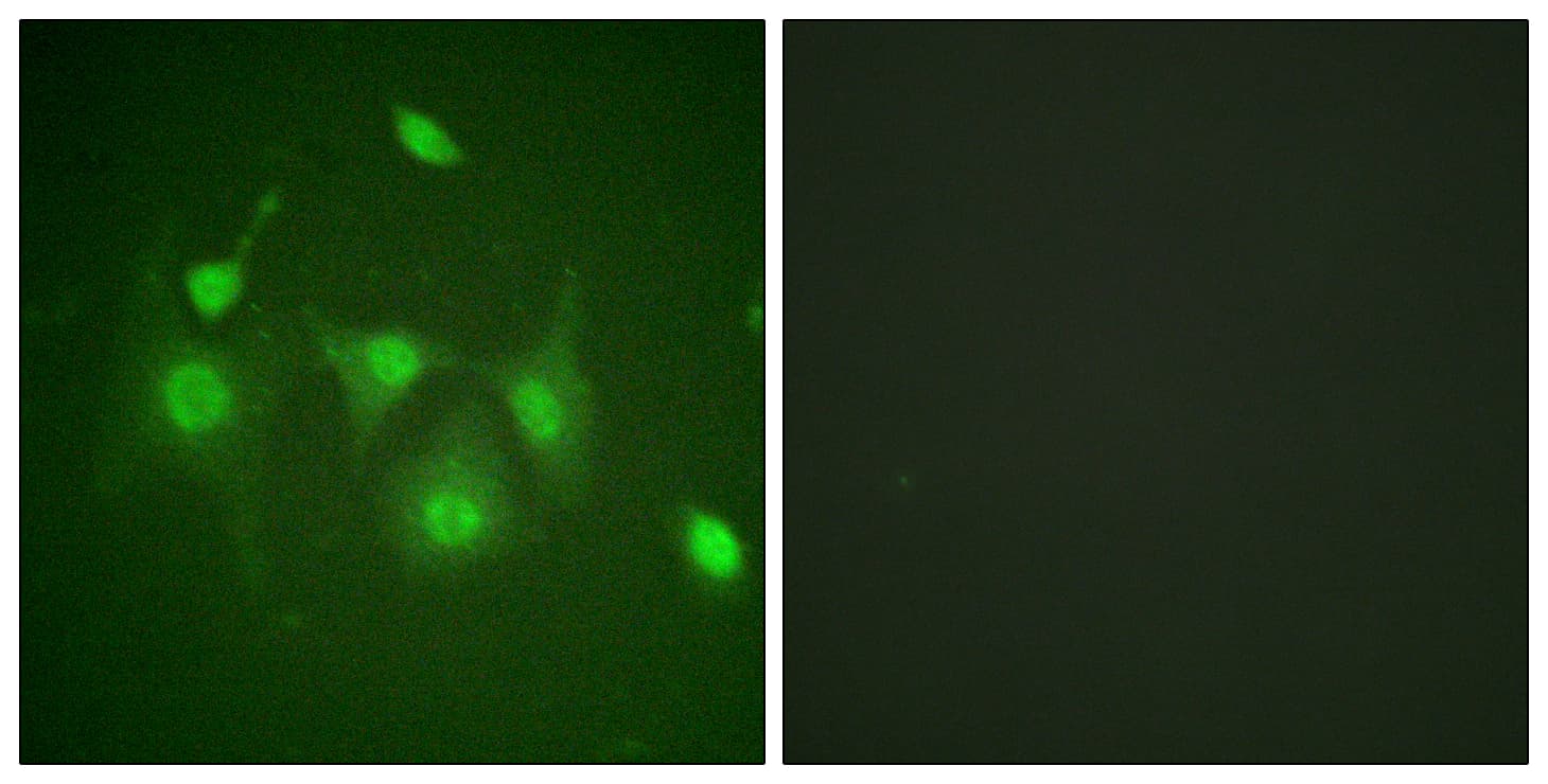 IHC-plus™ HDAC6 Antibody (aa7-56)