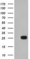 MOBKL2B / MOB3B Antibody (clone OTI6C6)