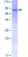 Human LETM2 Protein (Recombinant GST)