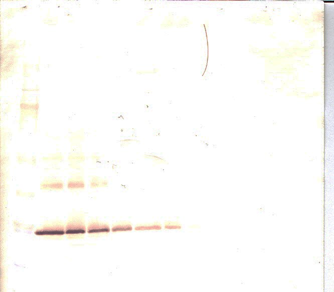 FGF10 Antibody