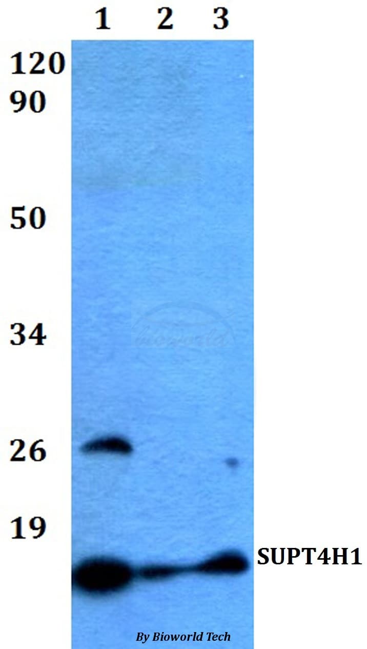 SUPT4H1 / SPT4 Antibody