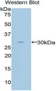MPEG1 Antibody (aa170-412, Cy3)
