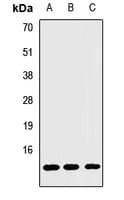 DDT / Dopamine Tautomerase Antibody