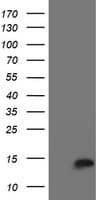 IHC-plus™ CST3 / Cystatin C Antibody (clone 2C8)