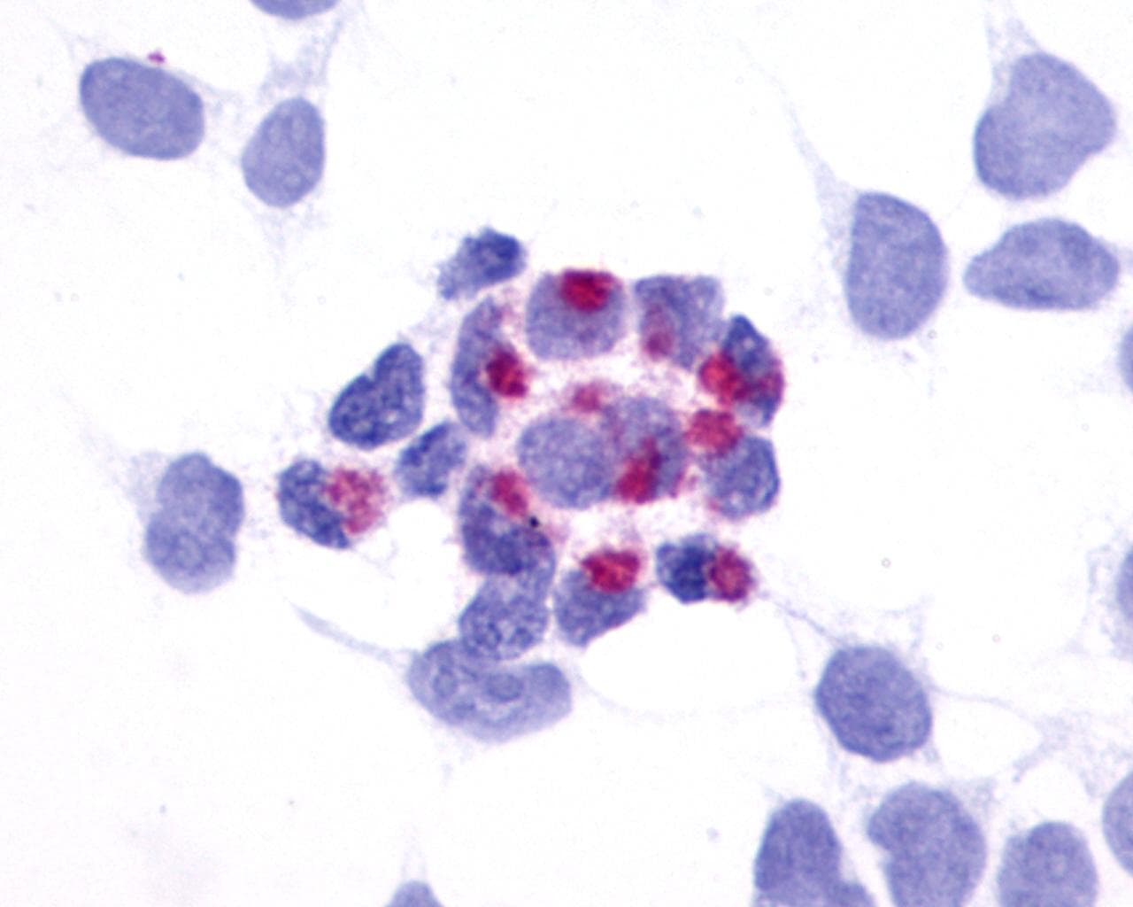 PathPlus™ GPR161 Antibody (N-Terminus)