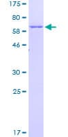Human HOMER3 / Homer 3 Protein (Recombinant GST)