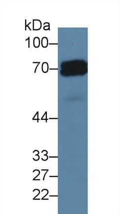 PLAP / Alkaline Phosphatase Antibody (aa68-313)