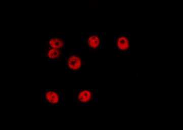 ERG Antibody