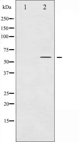 CCNB1 / Cyclin B1 Antibody (phospho-Ser126)