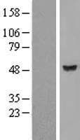 Human TBCEL / E-Like Protein (Over-Expression Lysate Myc-DDK (Flag))