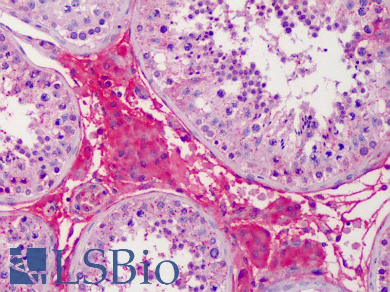 IHC-plus™ Apolipoprotein A-II Antibody (clone 1H6)