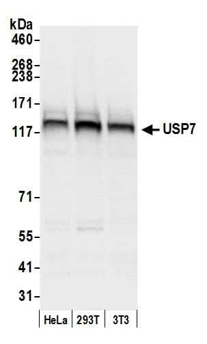 IHC-plus™ USP7 / HAUSP Antibody (aa1-50)
