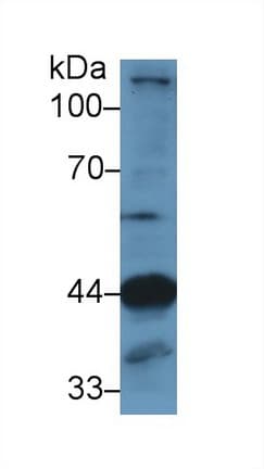 LAMP2 / CD107b Antibody (aa29-192)