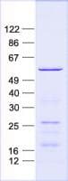 Human RBPJ Protein (Recombinant His, N-Terminal)