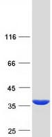 Human PECR Protein (Recombinant Myc-DDK (Flag))