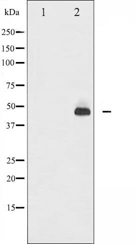 JUN / c-Jun Antibody (phospho-Thr93)
