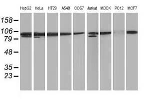 PRKCE / PKC-Epsilon Antibody (clone OTI4B3, Carrier-free)