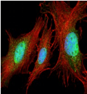 Polyclonal Rabbit anti-Human NIP3 / BNIP3 Antibody (WB)