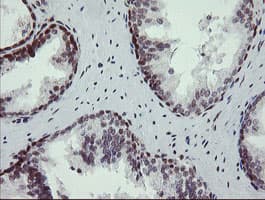 NUMB Antibody (clone OTI4F3, Carrier-free)