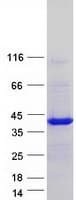 Human PQBP1 Protein (Recombinant Myc-DDK (Flag))